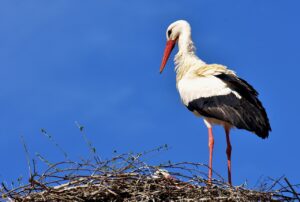 stork, bird, nest-2308235.jpg