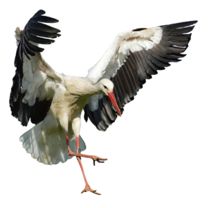stork, flying, landing-2754898.jpg
