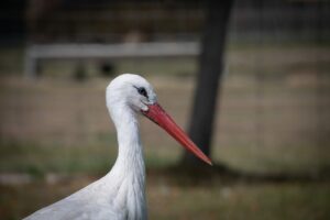 stork, white bird, ciconia ciconia-7478627.jpg