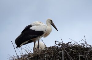 stork, white stork, nest-7741729.jpg