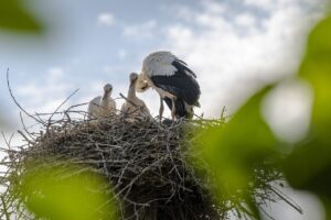 storks, nest, bird-6519599.jpg